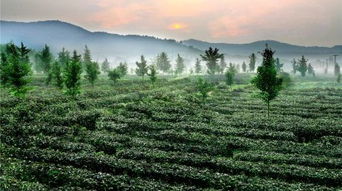 蘇州蘇州旺山九龍?zhí)讹L(fēng)景區(qū)門(mén)票