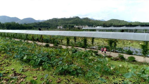 走向我們的小康生活丨賴新民 以產業(yè)融合發(fā)展助推鄉(xiāng)村振興