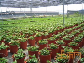 浙江省關于加強農產品質量建設加快打造綠色農業強省的意見 浙政辦發 2014 112號