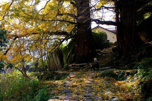 重磅 文旅部推出300條全國(guó)鄉(xiāng)村旅游精品線路之江西篇 建議收藏
