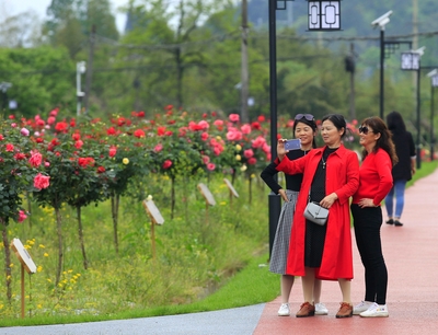 黃山祁門縣: &ldquo;十里茶鄉&rdquo;花開正艷